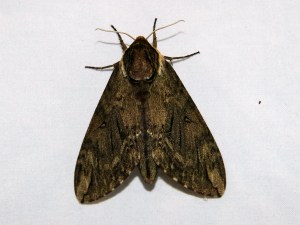Catalpa Sphinx Moth, Ceratomia catalpae