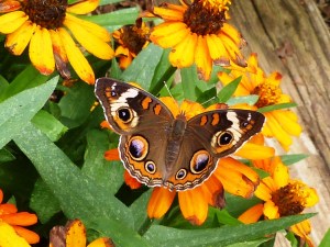 Common Buckeye in the Schepker/Schneider yard