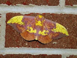 Imperial Moth (male)