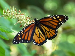 Monarch (female) on Summersweet, Clethra alnifolia