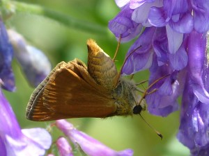 Southern Broken-Dash (female)