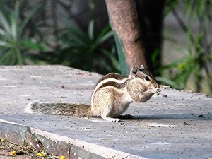 Five-stripped Palm Squirrel