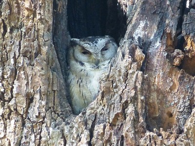 Indian Scops Owl