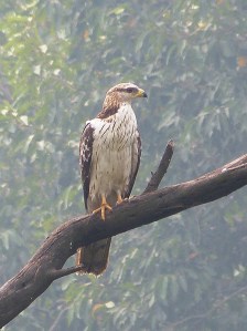 Oriental Honey-Buzzard