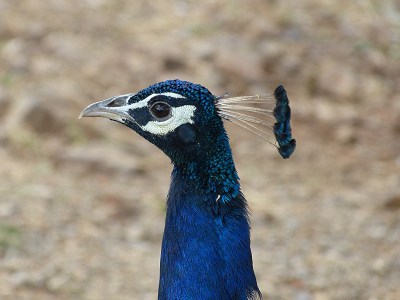 Indian Peafowl (male)