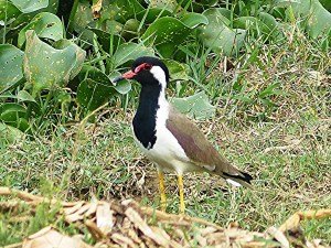 Red-wattled Lapwing
