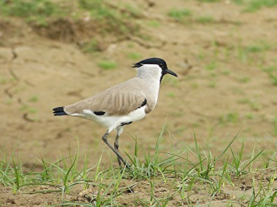 River Lapwing