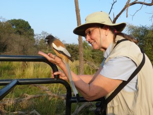 Rufous Treepie on my hand.