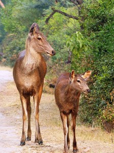Sambar Deer