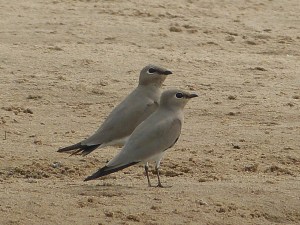 Small Pratincole