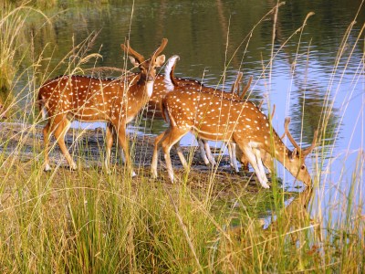 Spotted Deer