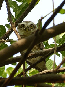 Spotted Owlet