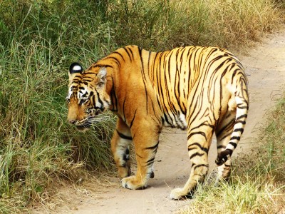 Male tiger observed on second day in Ranthambhore.