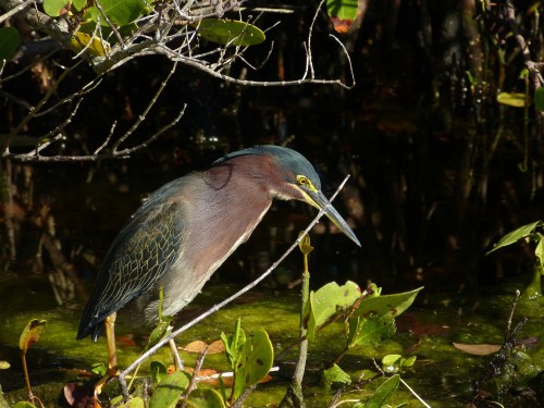 Green Heron - The ABA