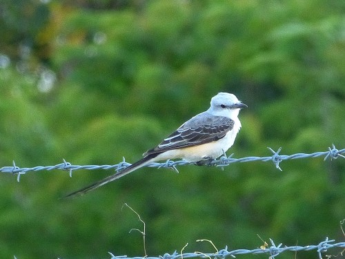 Scissor-tailed Flycatcher