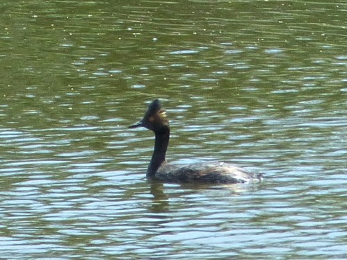 Eared Grebe