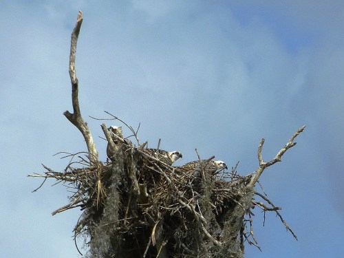 Osprey, Everglades National Park