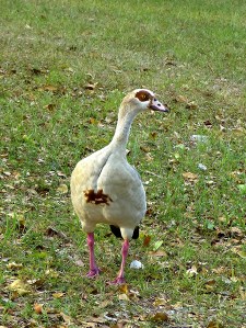 17124413710_2bb672f4e6_o