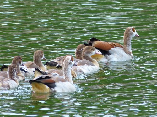 17125740089_6875ccb9b5_o