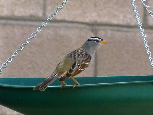 White-crowned Sparrow (Gambell's subspecies) on Myrna's feeder