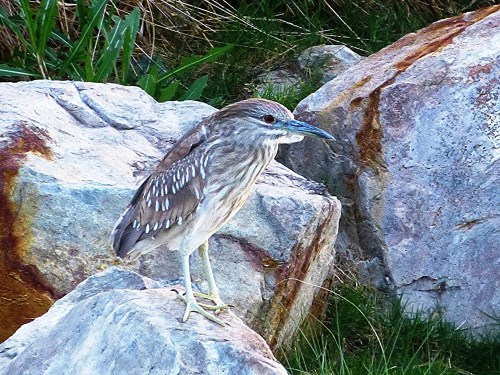 Black-crowned Night-Heron (juvenile)