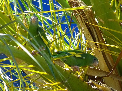 White-winged Parakeets in front of Ocean Bank