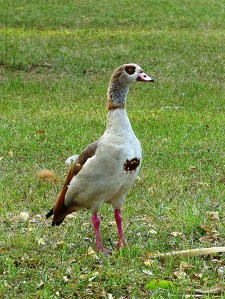 17311493701_f8fe271d5c_o