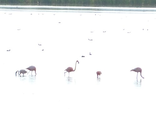 American Flamingos at STA 2, Palm Beach County