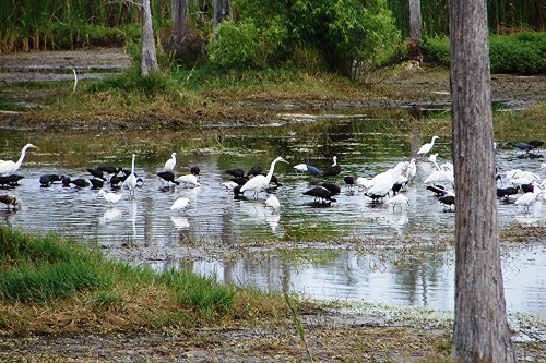 Eagles Lake Park, Naples, on my first visit in 2007.