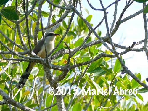 Mangrove Cuckoo
