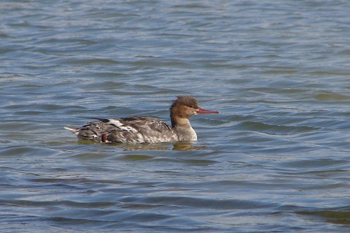 My life Red-breasted Merganser from Honeymoon Island in 2007.