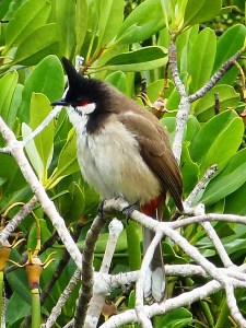 Red-whiskered Bulbul that I photographed in China.