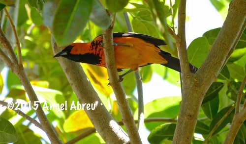 Spot-breasted Oriole. Photo by Angel Abreu.