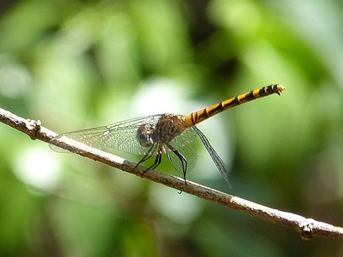 Seaside Dragonlet