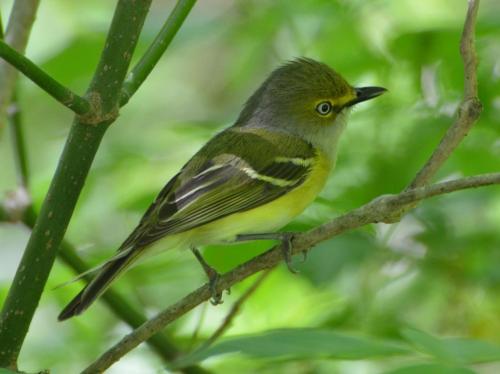White-eyed Vireo