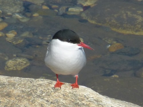 Arctic Tern