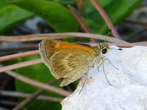 Baracoa Skipper