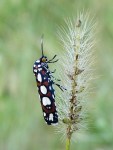 Curve-lined Cydosia Moth