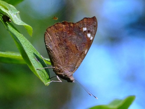 Florida Purplewing