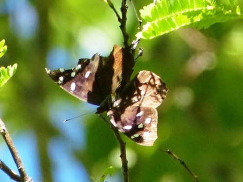Florida Purplewing