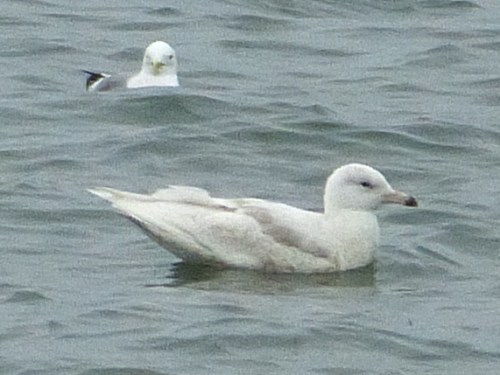 Glaucous Gull