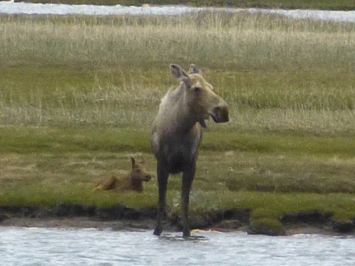 Moose with calf