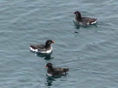 Parakeet Auklets
