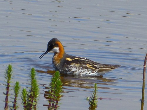Red-necked Phalarope (female)