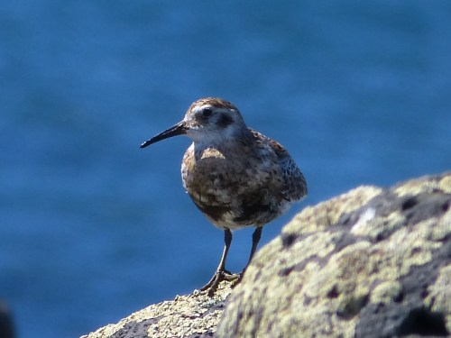 Rock Sandpiper