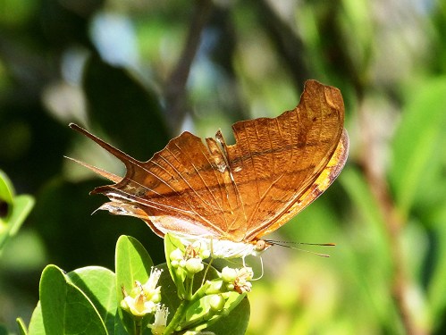 Ruddy Daggerwing