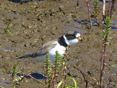 Semipalmated Plover