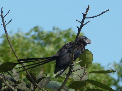 Smooth-billed Ani