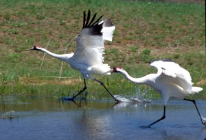 Whooping Cranes. Photo: International Crane Foundation.