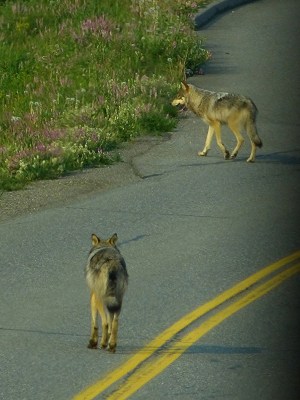 Wolves in Denali National Park